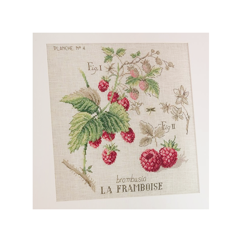 Raspberry Study Half-Kit