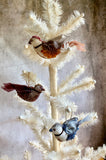 Velvet Song Birds - Natural Colors Velvet Song Birds - Natural Colors