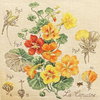 Nasturtium Study Kit by Véronique Enginger Nasturtium Study Kit by Véronique Enginger