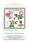 Josephine Rose Cushion Josephine Rose Cushion