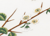 Needlepainted Plant and Pollinators Needlepainted Plant and Pollinators