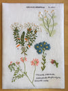 Herbier Kit Herbier Kit