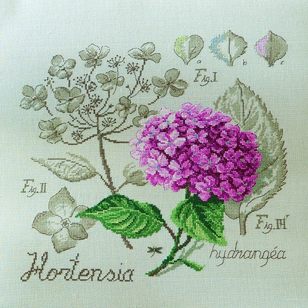 Hydrangea Study Half-Kit