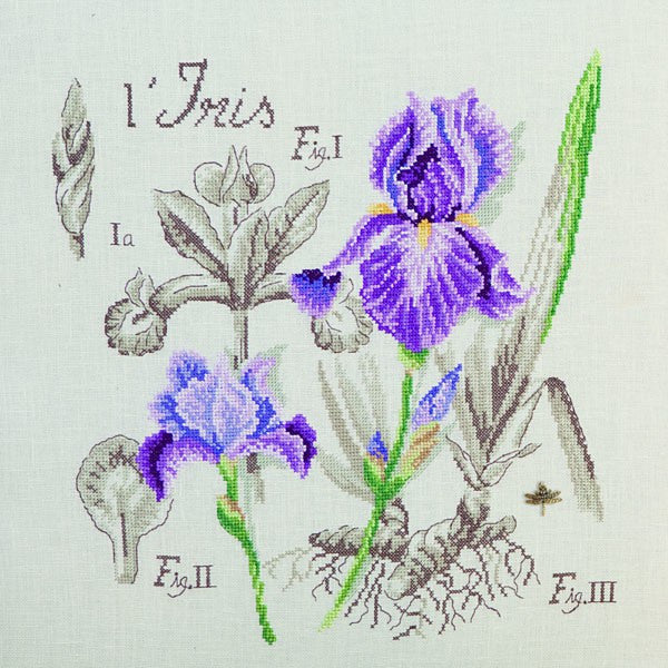Iris Study Half-Kit