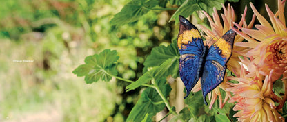Beautiful Butterflies Book