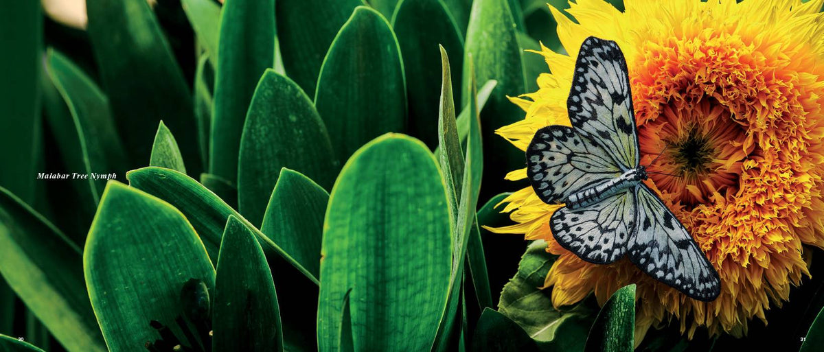Beautiful Butterflies Book