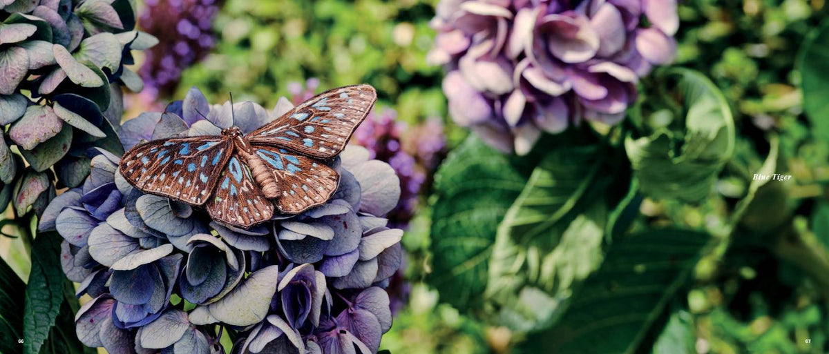 Beautiful Butterflies Book