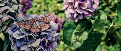Beautiful Butterflies Book