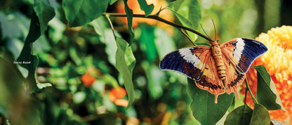 Beautiful Butterflies Book