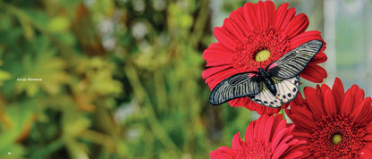 Beautiful Butterflies Book