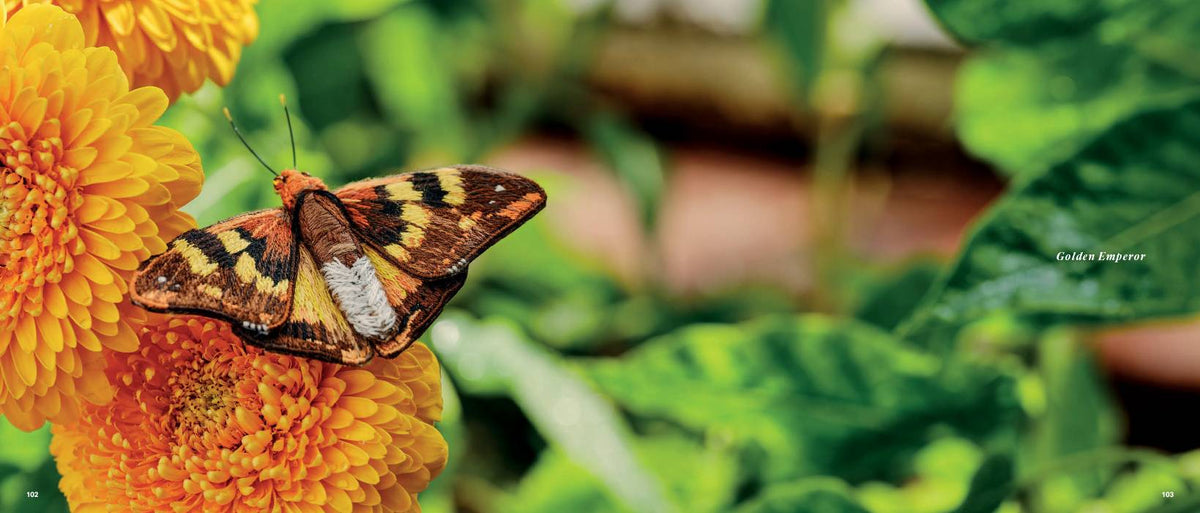 Beautiful Butterflies Book