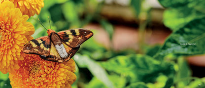 Beautiful Butterflies Book