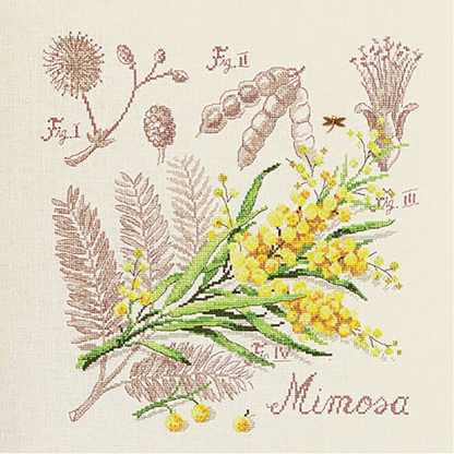Mimosa Study Half-Kit