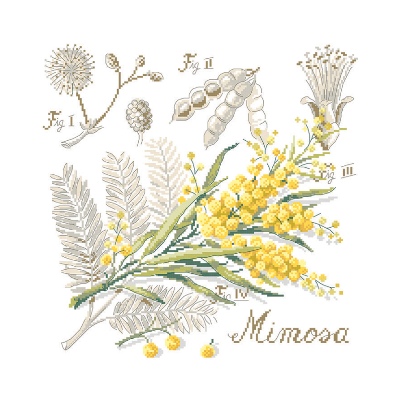 Mimosa Study Half-Kit