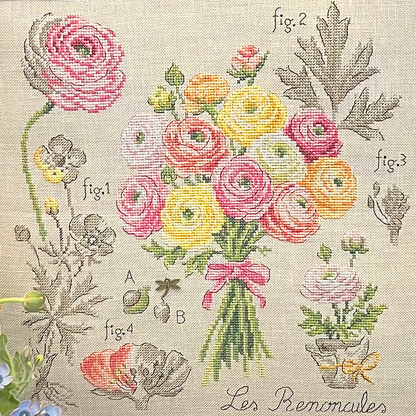 Ranunculus Study Half-Kit