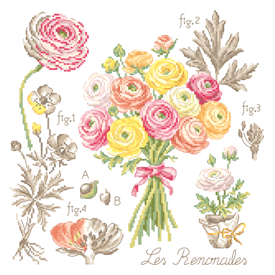 Ranunculus Study Half-Kit