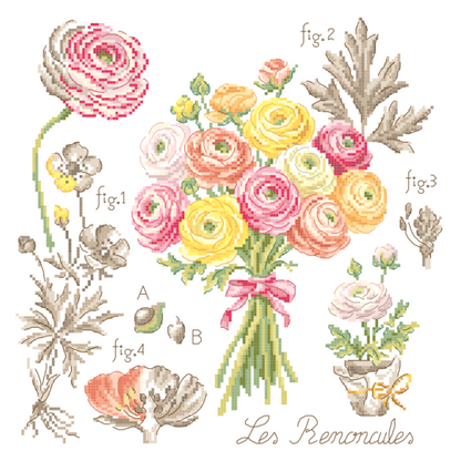 Ranunculus Study Half-Kit