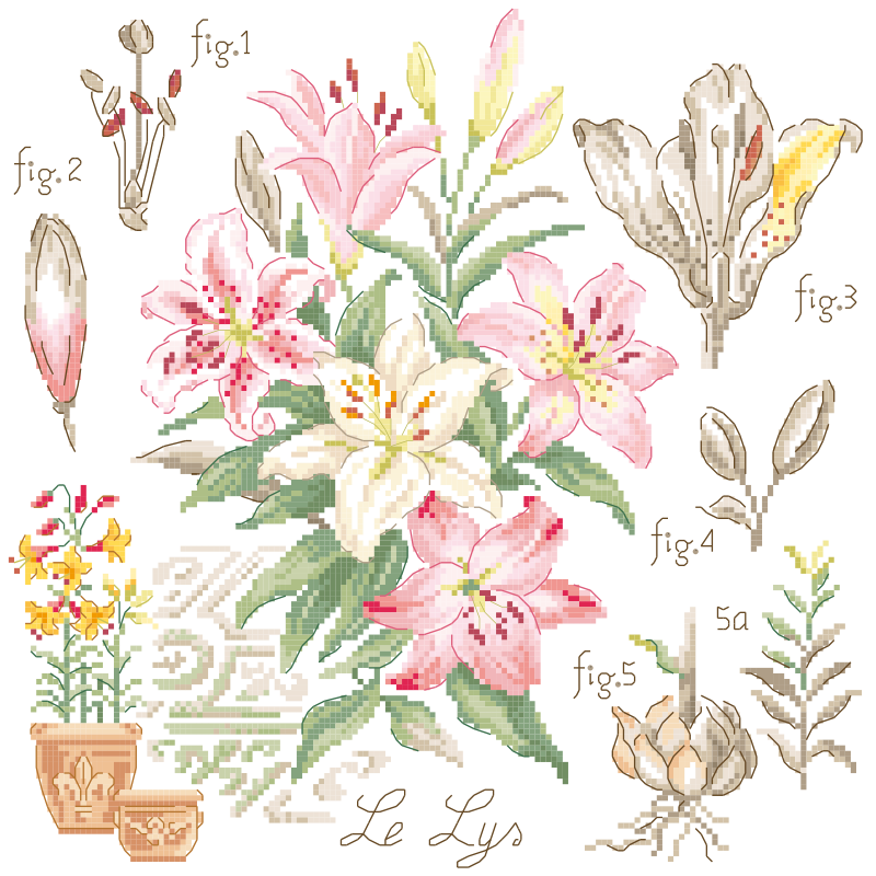 Lily Study Half-Kit