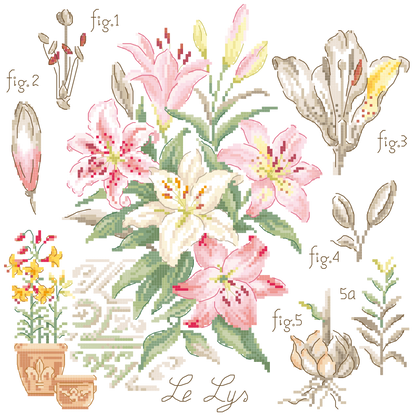 Lily Study Half-Kit