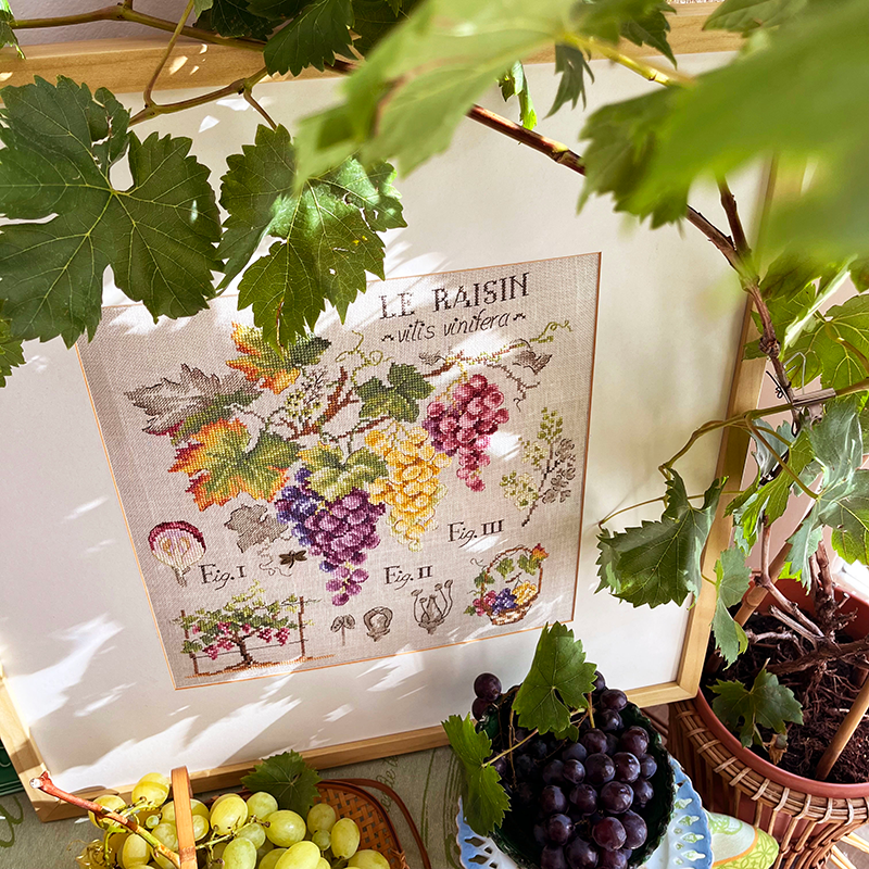 Grapes Study Half-Kit