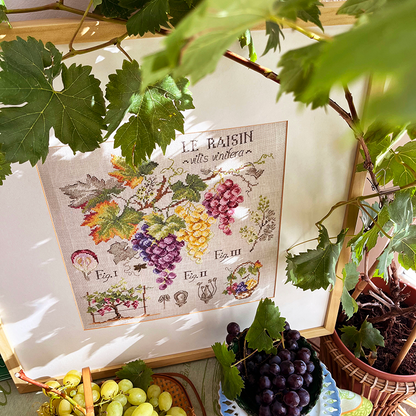 Grapes Study Half-Kit