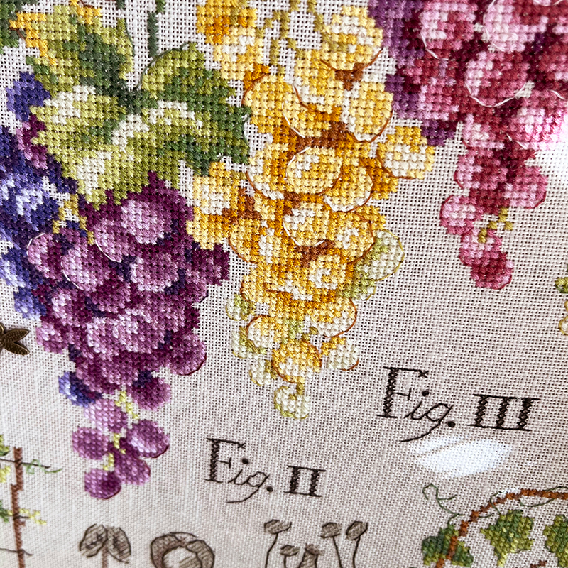 Grapes Study Half-Kit