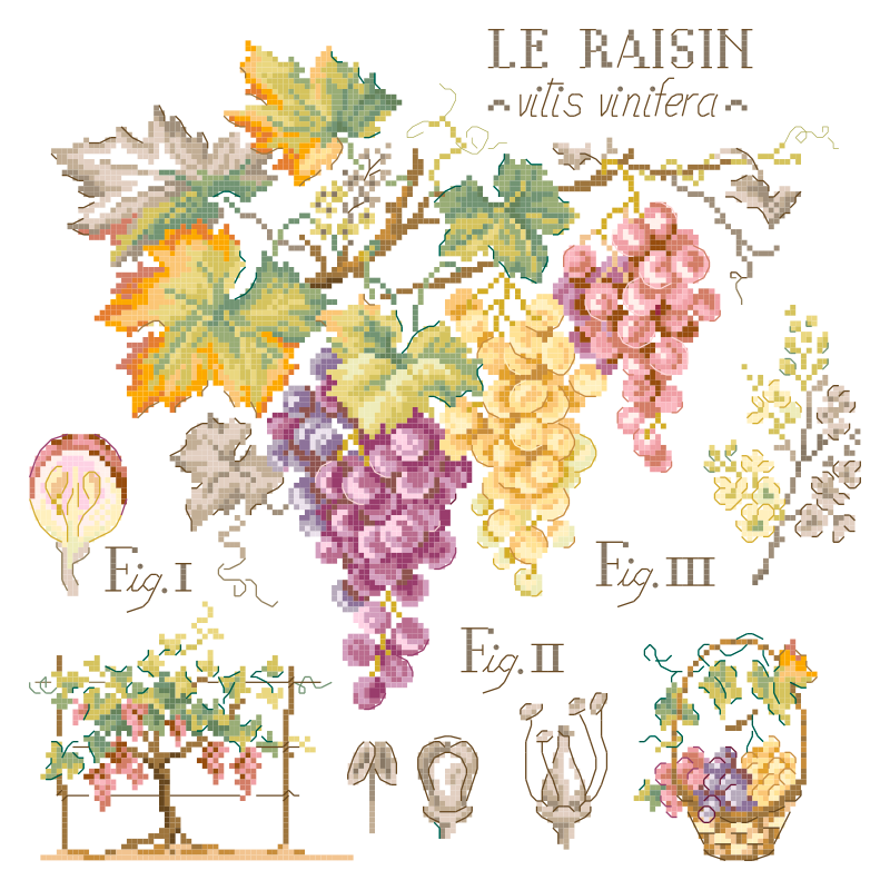 Grapes Study Half-Kit