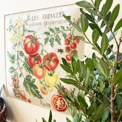 Tomato Study Half-Kit