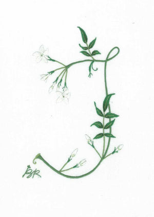 J - Alphabet Botanique by Bénédicte Réveilhac
