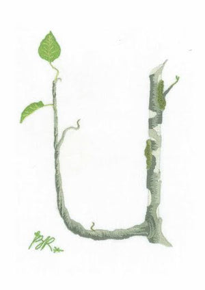 U - Alphabet Botanique by Bénédicte Réveilhac