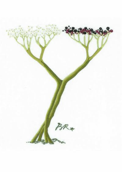 Y - Alphabet Botanique by Bénédicte Réveilhac