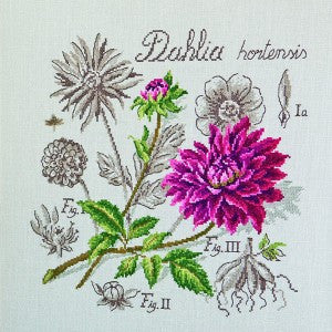 Dahlia Study Half-Kit