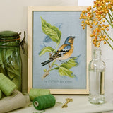 V. Enginger  Finch