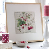 v. enginger - framboise (raspberries)