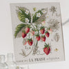 Strawberry Study Half-Kit