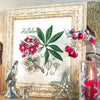 Hellebore Kit (Christmas Rose)