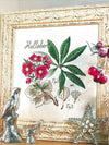 Hellebore Kit (Christmas Rose)