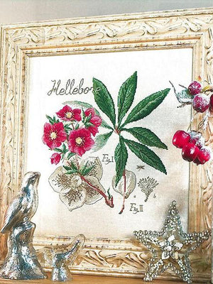 Hellebore Kit (Christmas Rose)
