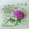 Hydrangea Study Half-Kit