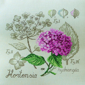 Hydrangea Study Half-Kit