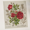 Duc de Wellington Rose Half-Kit