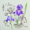 Iris Study Half-Kit